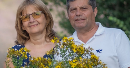 Asinszāle Hypericum perforatum, ko novākusi Ralchevi ģimene